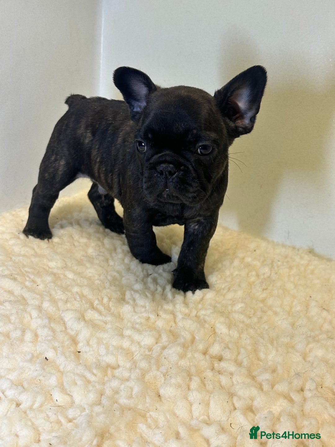 French Bulldog dogs for sale: KC Frenchies  - Advert 2
