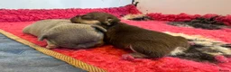 French Bulldog dogs for sale: HEALTH TESTED QUALITY FRENCH BULLDOG PUPPIES in Wallsend - Advert 16