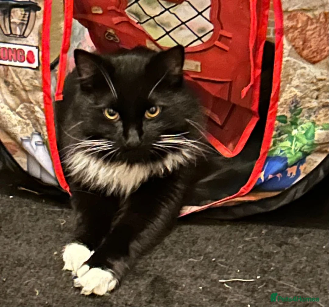 Mixed Breed cats for sale: Two male cats  - Advert 7