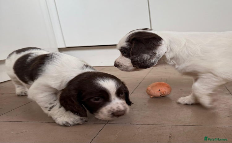 English Springer Spaniel dogs - Advert 5