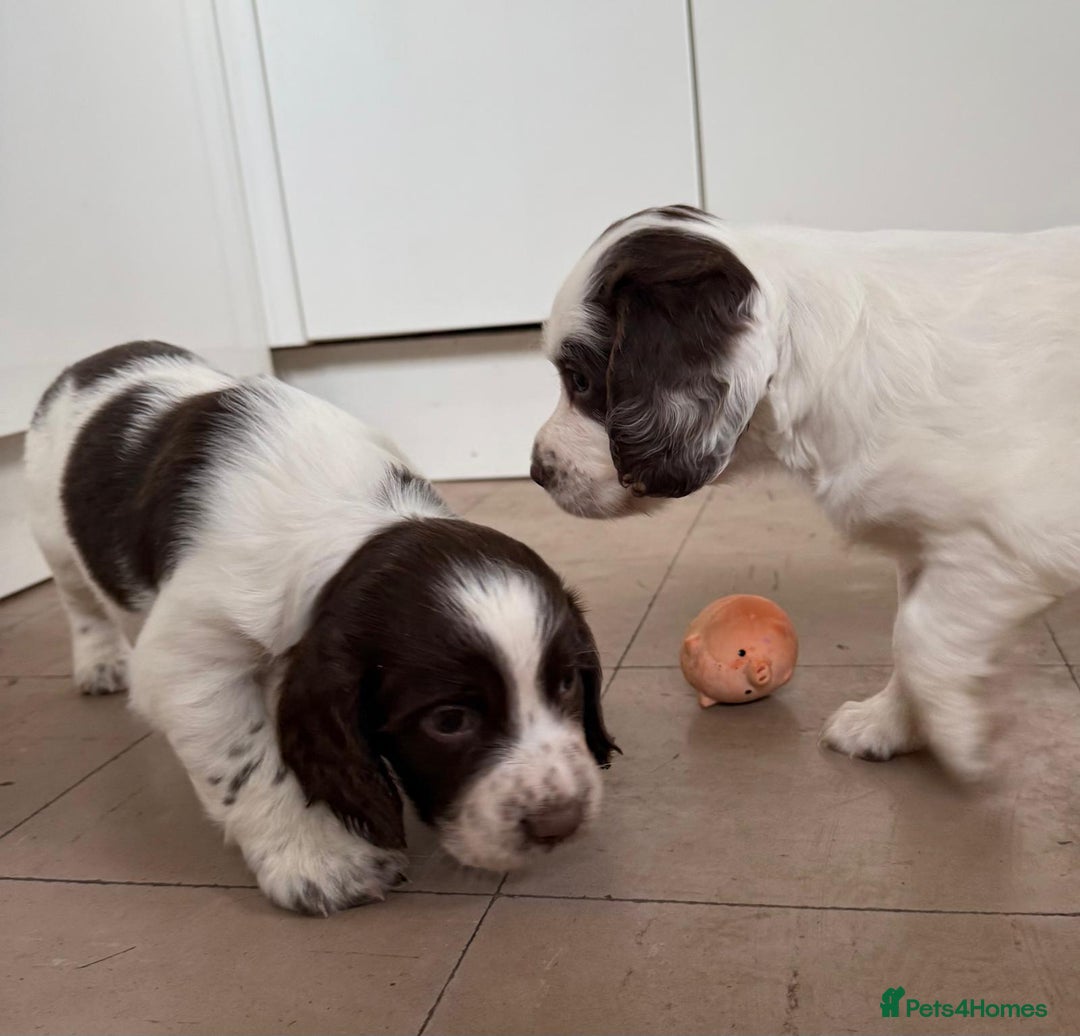 English Springer Spaniel dogs for sale: Calm, engaging Springer spaniel puppies. - Image 1