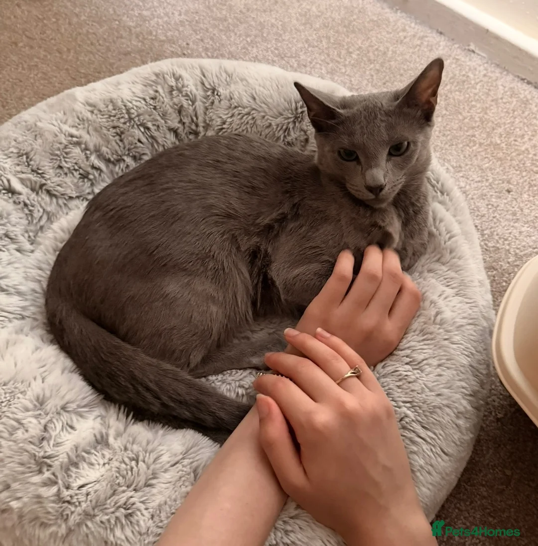Russian Blue cats for sale: Female russian blue (7 months old) - Advert 9