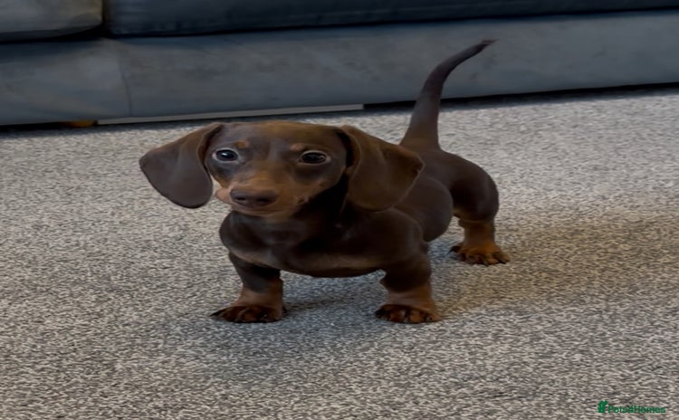 Miniature Dachshund dogs - Advert 8