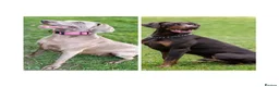 Mixed Breed dogs for sale: PUPPIES ARE HERE 🤩🥳 - Advert 1