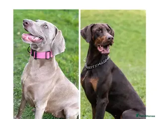 Mixed Breed dogs WEIMARMAN CHAMPION BLOODLINE PUPS - Advert 9