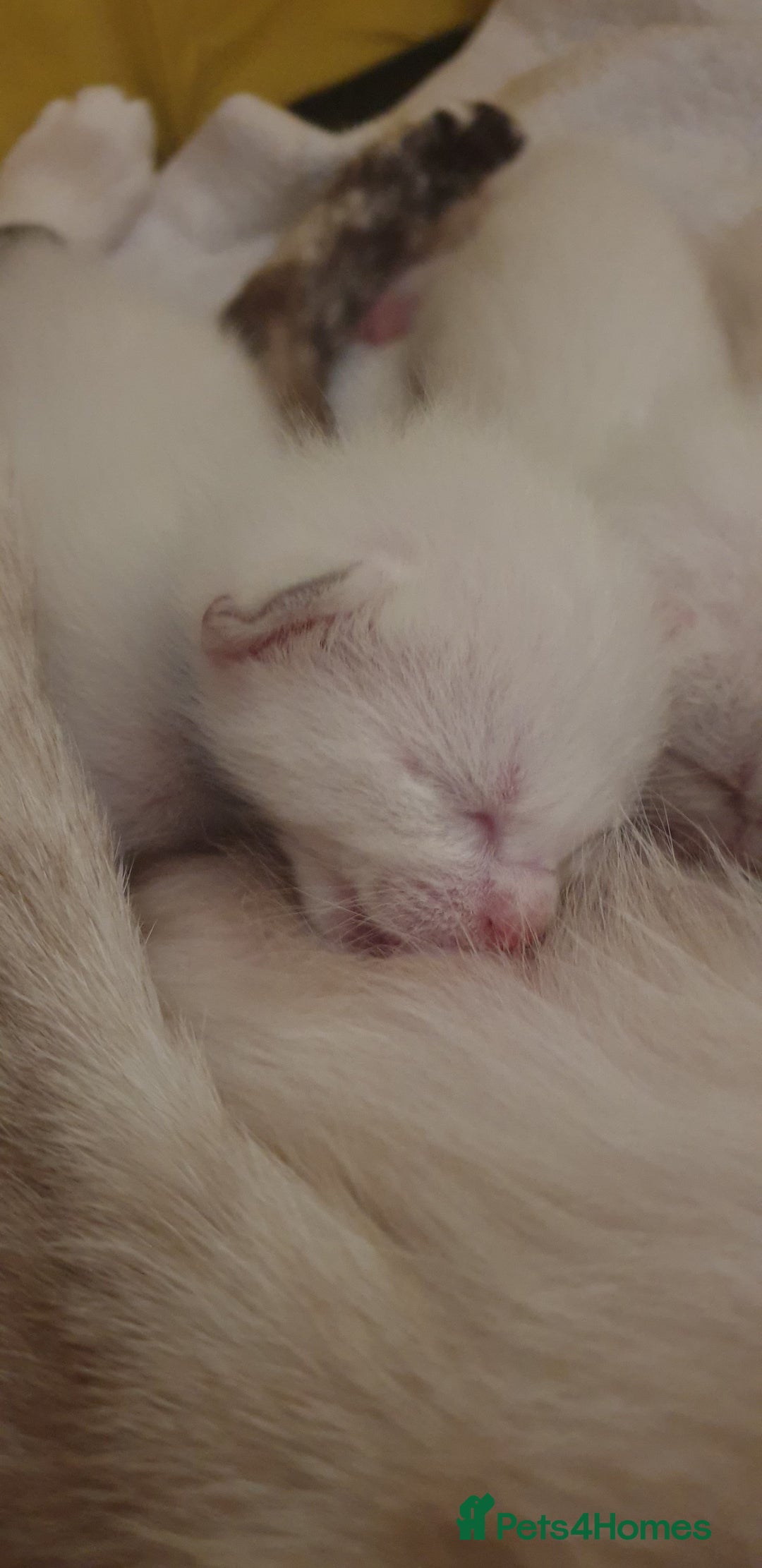 Ragamese cats for sale: Beautiful Ragamese Kittens  - Advert 19