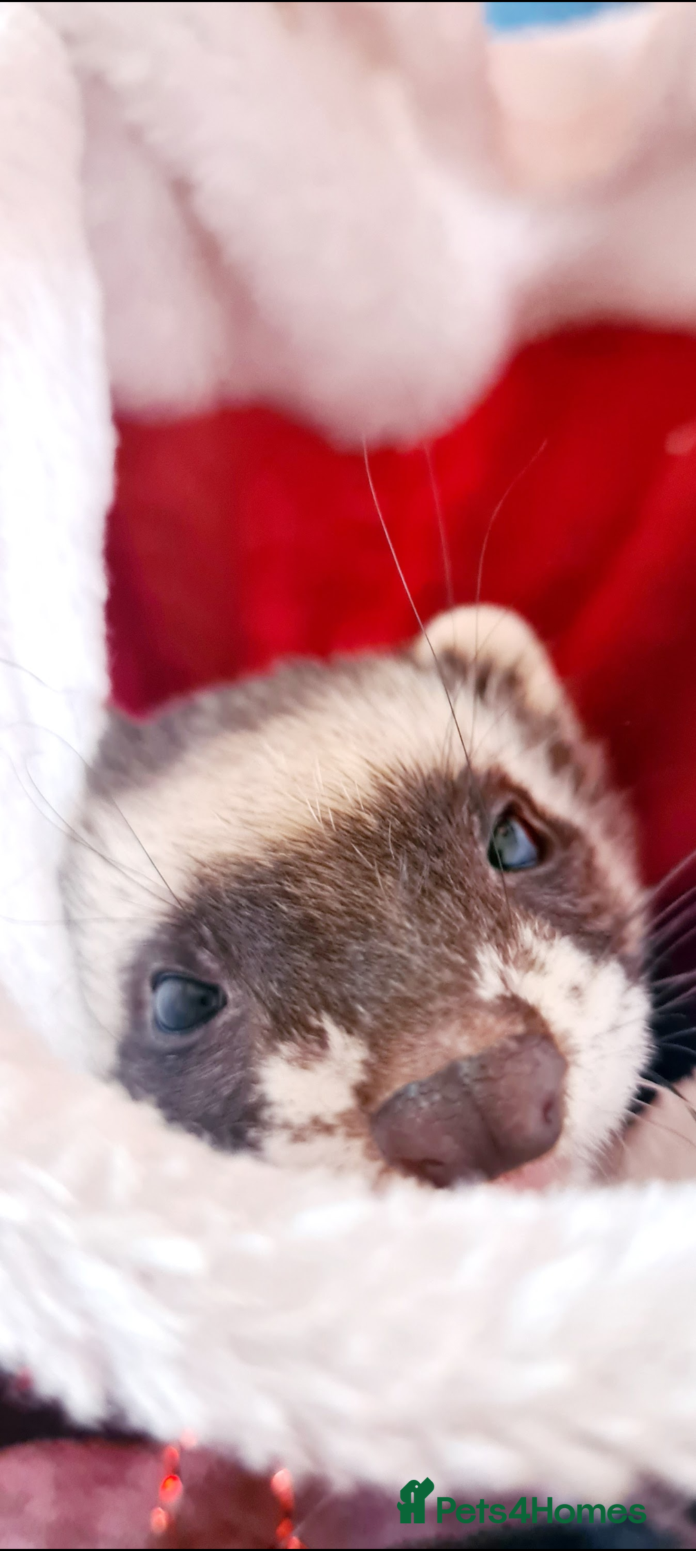 Ferret rodents Ferret Jill For Re-Home  - Advert 1