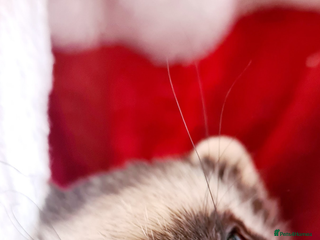 Ferret rodents Ferret Jill For Re-Home - Advert 1