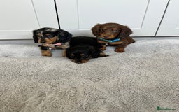 Dachshund dogs for sale: OUTSTANDING STANDARD LONGHAIR DACHSHUNDS - Image 20