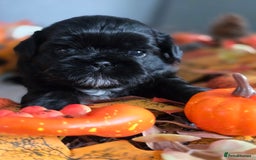 Shih Tzu dogs for sale: Shih tzu puppies - Image 6