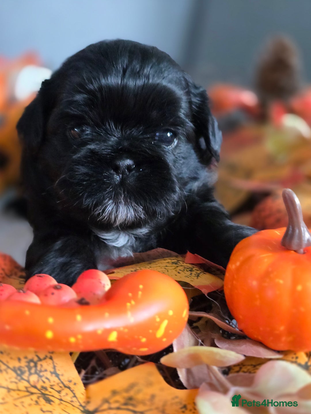Shih Tzu dogs for sale: Shih tzu puppies - Image 6