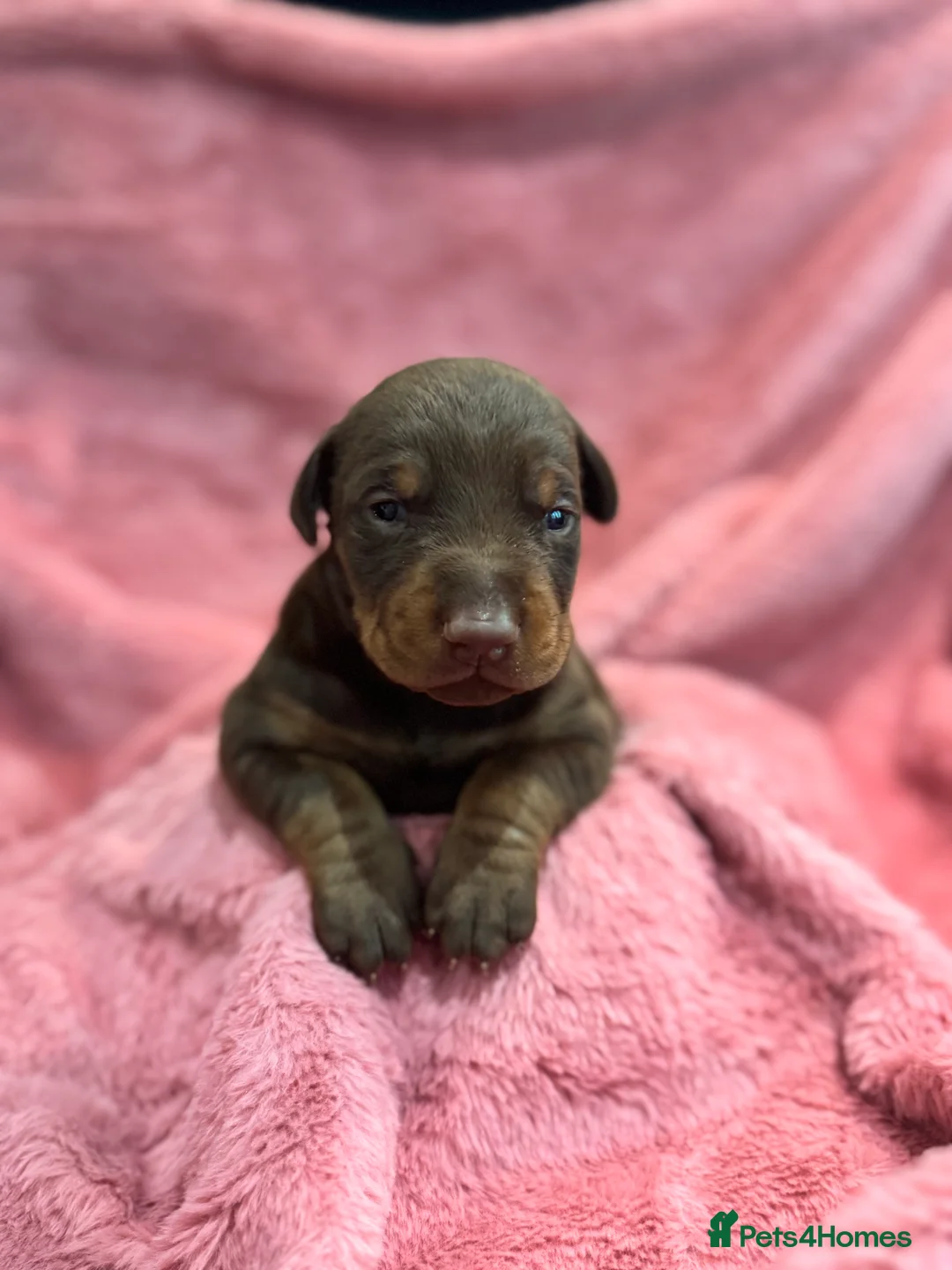 Dobermann dogs for sale: Brown and tanned Doberman puppies KC registered   - Advert 19