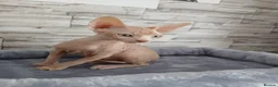 Sphynx cats for sale: Beautiful  Sphynx kitten for sale  - Advert 6