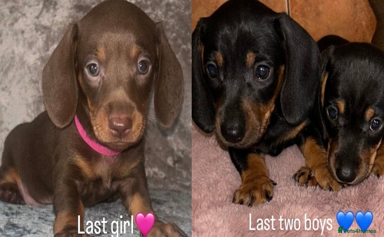 Miniature Dachshund dogs - Advert 3