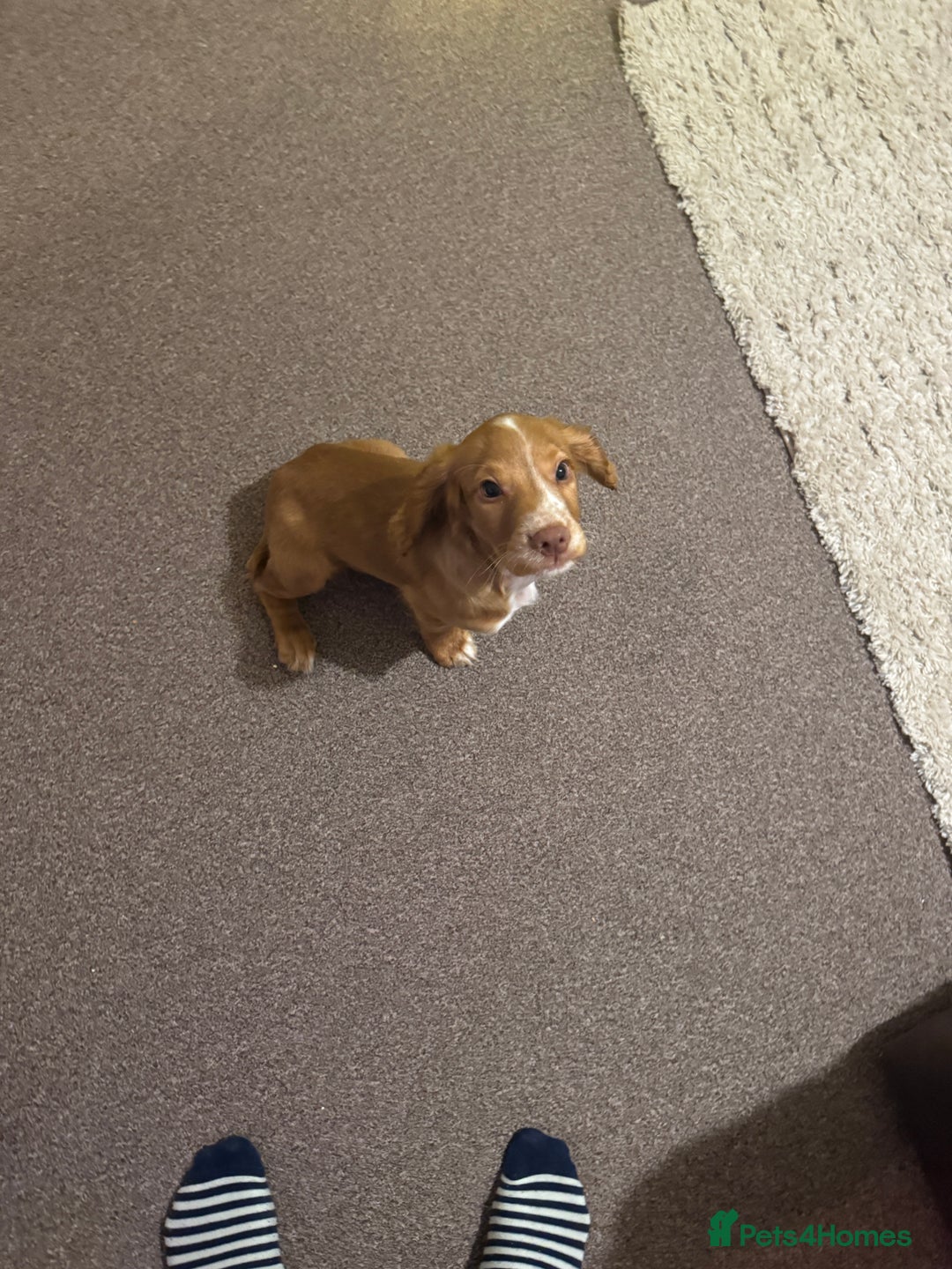 Cocker Spaniel dogs for sale: Cocker spaniel puppy - Advert 7