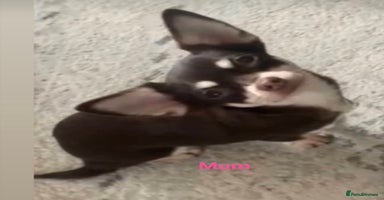 Chihuahua dogs - Advert 4