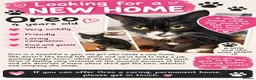 Mixed Breed cats for sale: 4 year old cat looking for new home  in Liphook - Advert 2