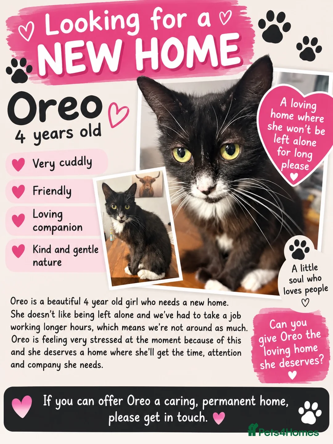 Mixed Breed cats for sale: 4 year old cat looking for new home  in Liphook - Advert 2