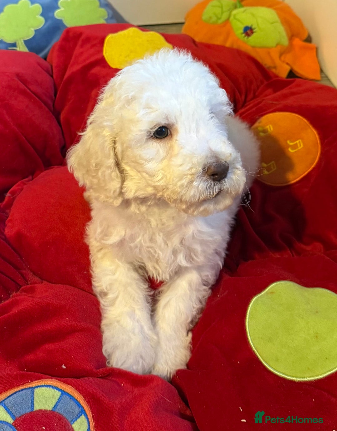 Labradoodle dogs for sale: Therapy breeder 5th gen miniature F1bbbb - Image 38