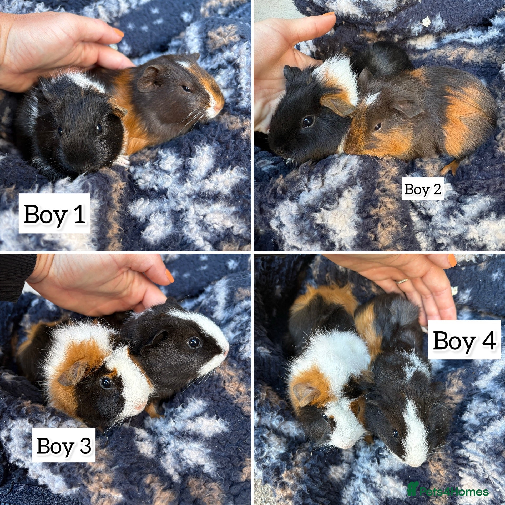 Guinea Pig rodents Baby guinea pigs, girls and boys - Advert 13