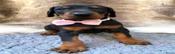 Dobermann dogs for sale: KC REG HEALTH TESTED EUROPEAN DOBERMAN PUPPIES - Advert 3