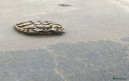 Hermann Tortoise reptiles for sale: 5 Spur Thighed Tortoises  - Image 32