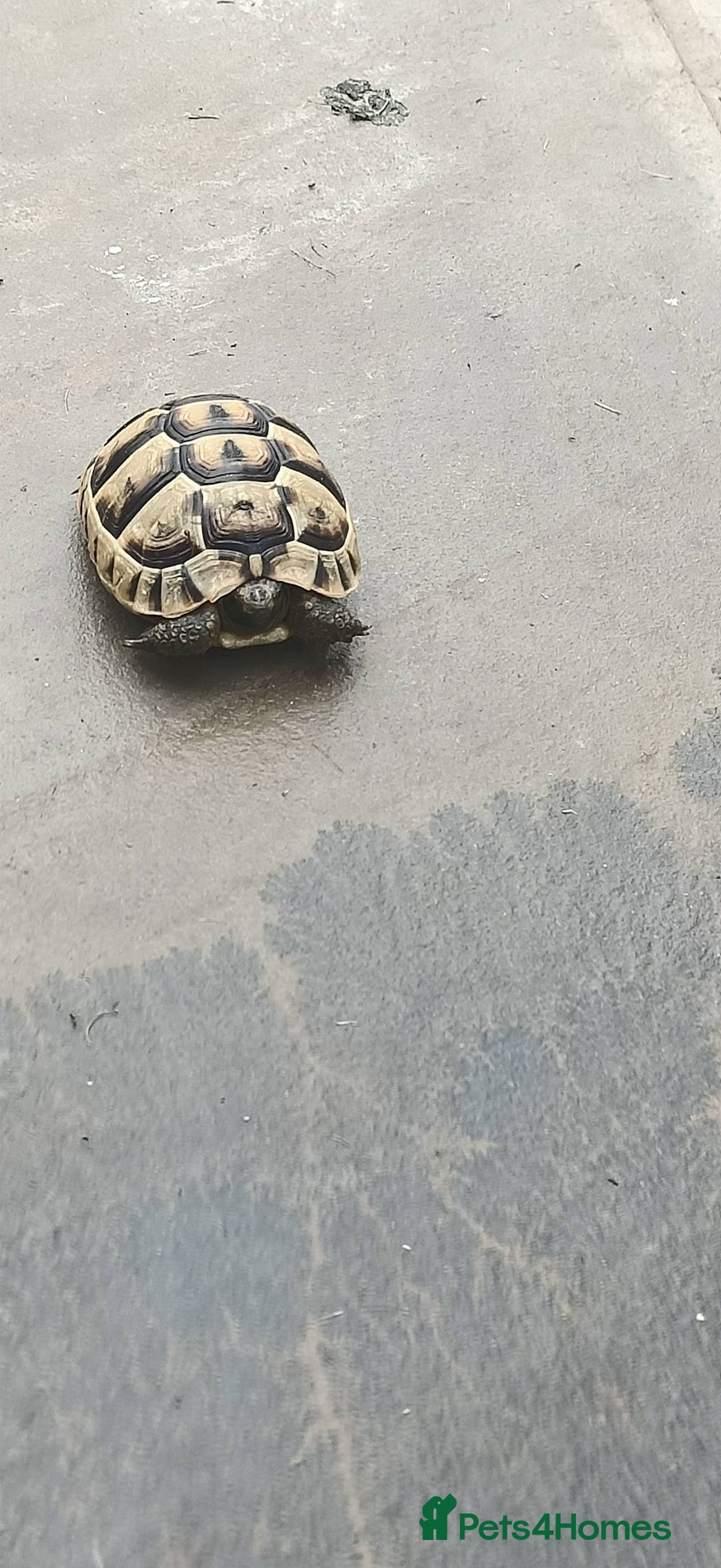 Hermann Tortoise reptiles for sale: 5 Spur Thighed Tortoises  - Image 32