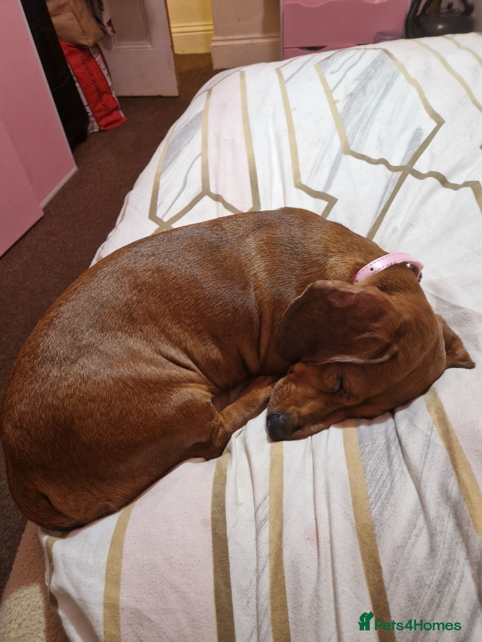 Mixed Breed dogs Molly  - Advert 3