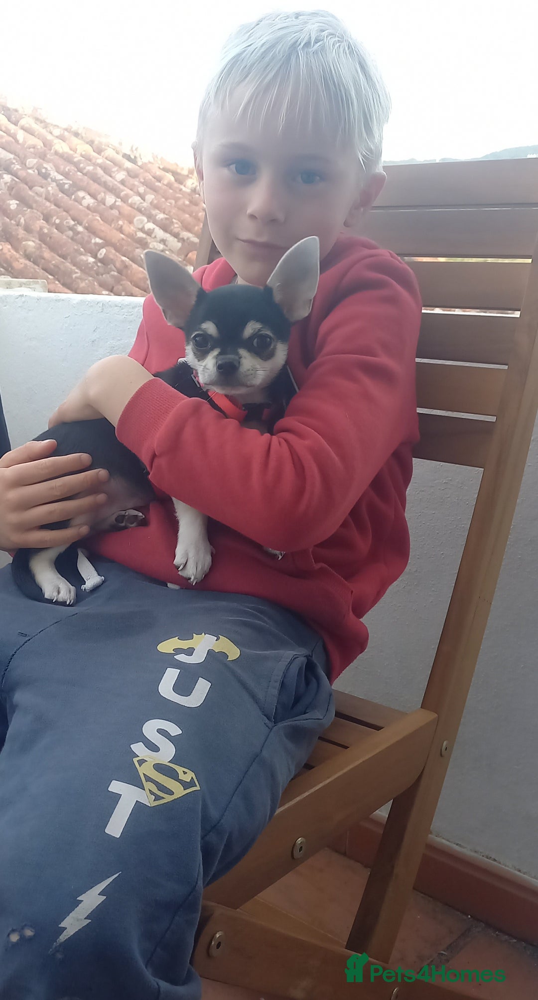 Chihuahua dogs for sale: EU pet Passport holder chihuahua male - Image 6