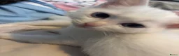 Mixed Breed cats for sale: Kittens for sale - Advert 5