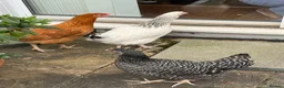 Chickens poultry for sale: 3 Hens – Sussex, Brown Ranger & Cuckoo Marans in New Malden - Advert 3