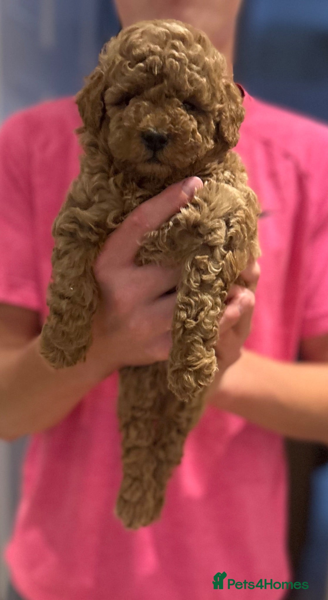 Maltipoo dogs Quality Maltipoo puppy’s  - Advert 12