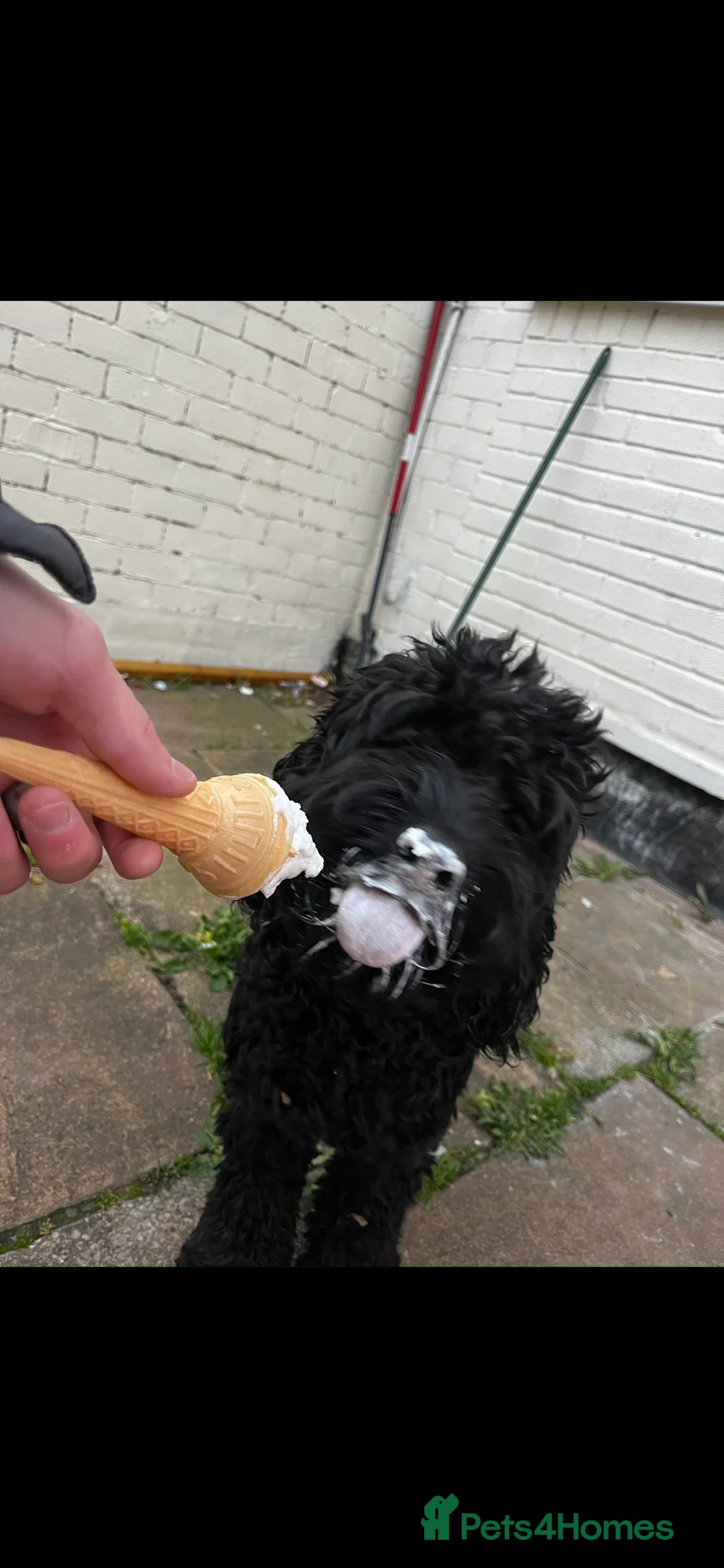 Cockapoo dogs for stud: Beautiful natured cockapoo for stud - Advert 7