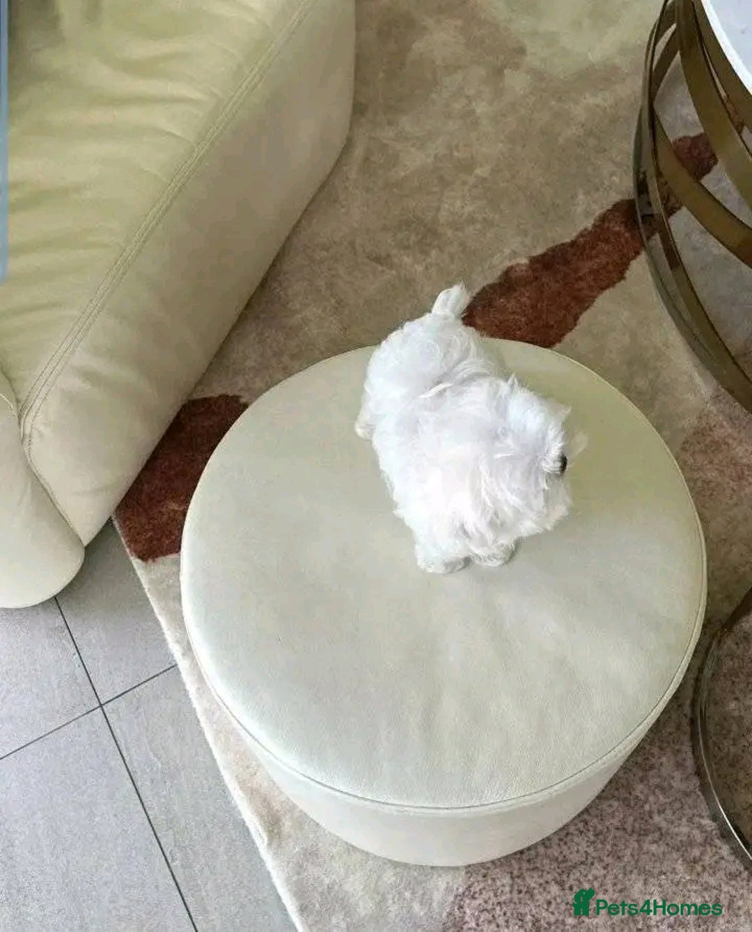 Maltese dogs for sale: Maltese puppies available  - Image 2