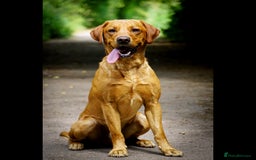 Labrador Retriever dogs for stud: FOX RED Health Tested KC Labrador Retriever - Advert 7