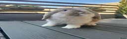 Mini Lop rabbits for sale: Mini lop boys available now in Kettering - Advert 3