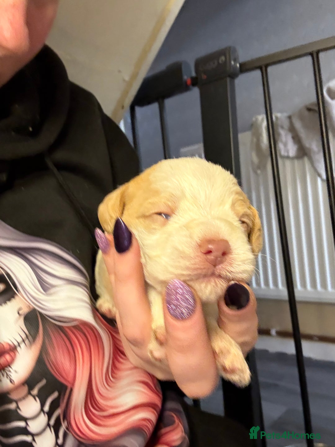 Cockapoo dogs for sale: 4 males and 1 female  - Advert 20