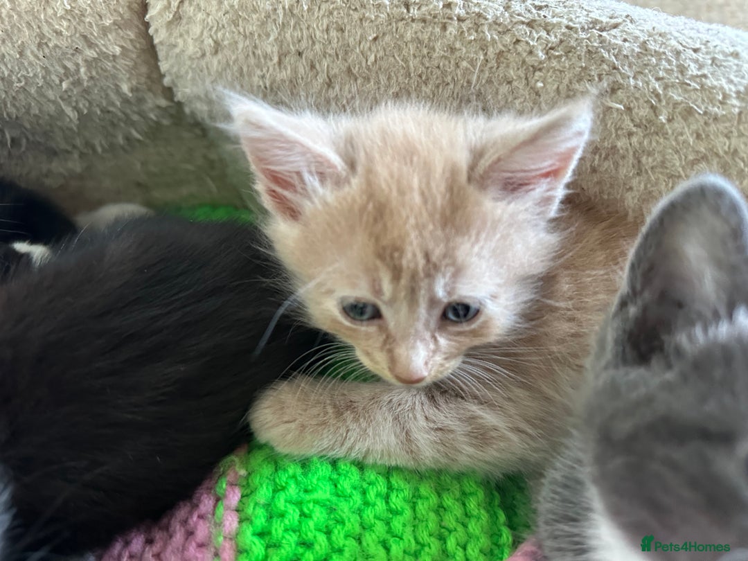 Mixed Breed cats for sale: Beautiful litter off kittens  - Image 18