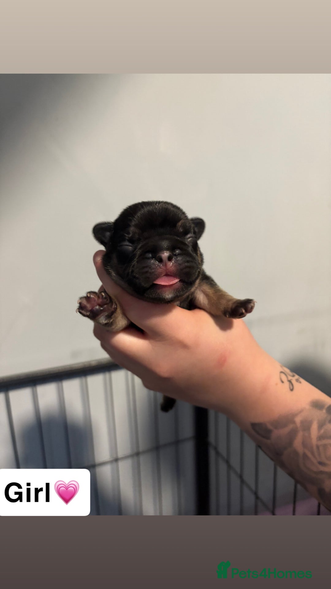 French Bulldog dogs for sale: The final 3 Kc registered French Bulldogs🐾 - Image 9