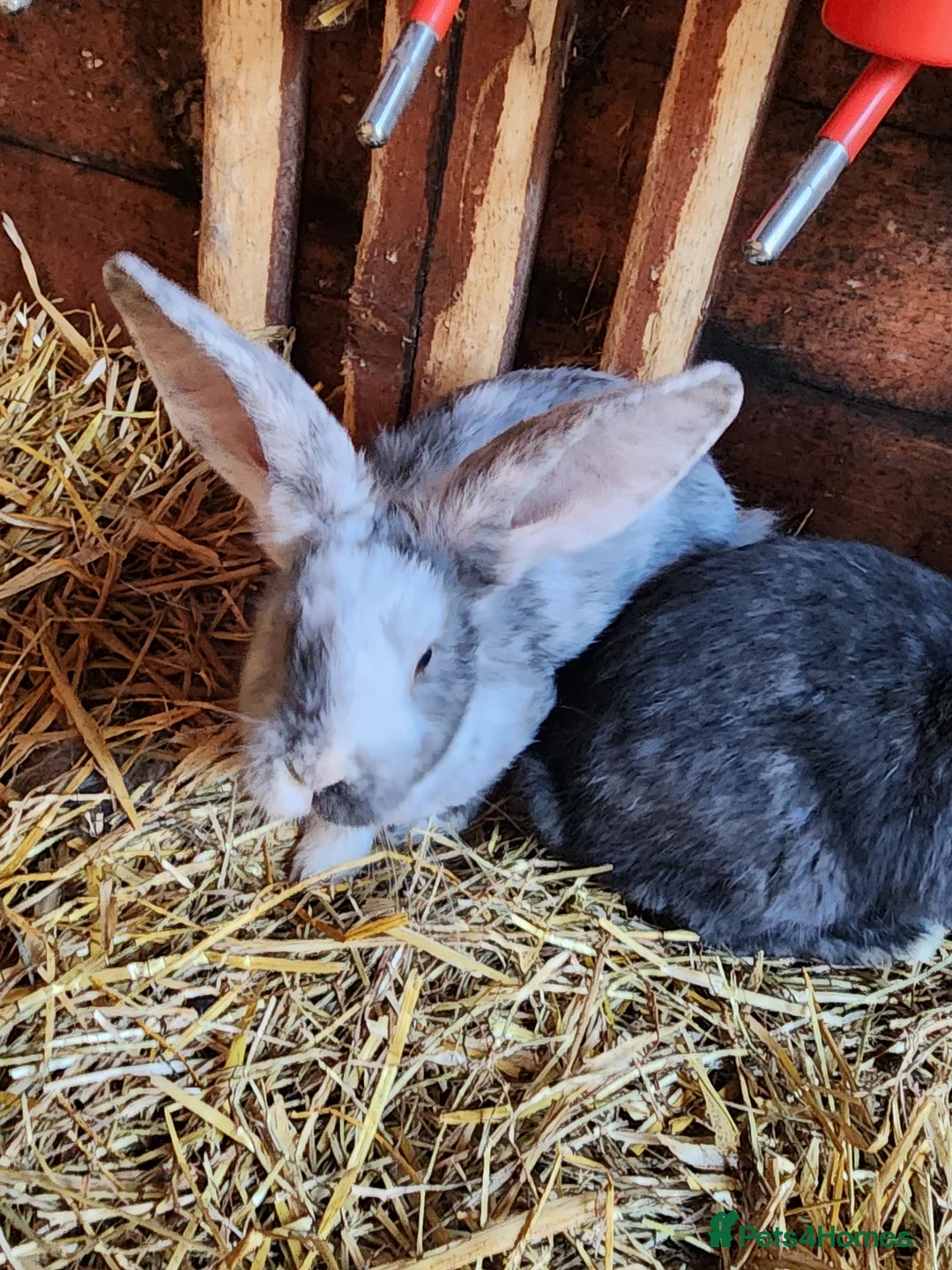 Continental Giant rabbits for sale: Continental Giant Babies - Advert 2