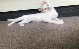 British Shorthair cats for sale: Kitten for sale - Image 6