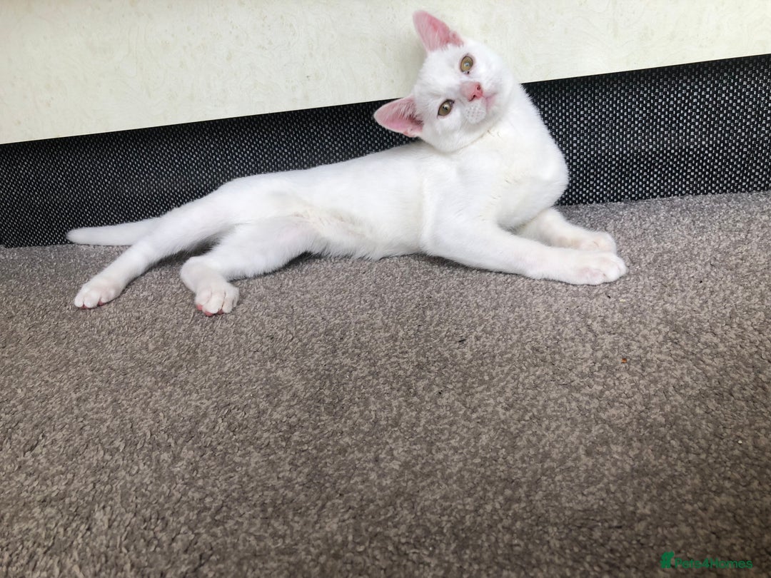 British Shorthair cats for sale: Kitten for sale - Image 6