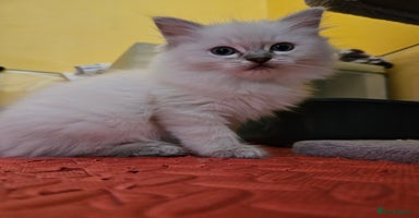 Ragdoll cats - Advert 8