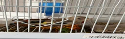Finches birds for sale: Goldfinch  - Advert 12