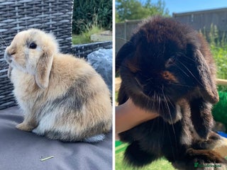 Mini Lop rabbits Gorgeous Mini Lop Doe (7m) & Buck (1y 3m) - Advert 13
