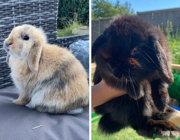 Mini Lop rabbits - Advert 16