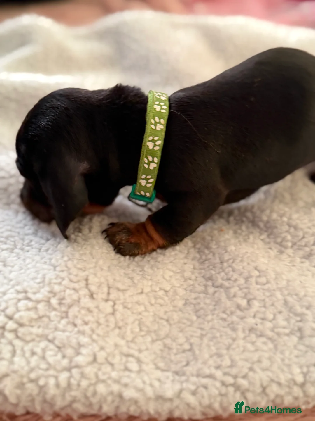 Dachshund dogs for sale: Dachshund  - Advert 5