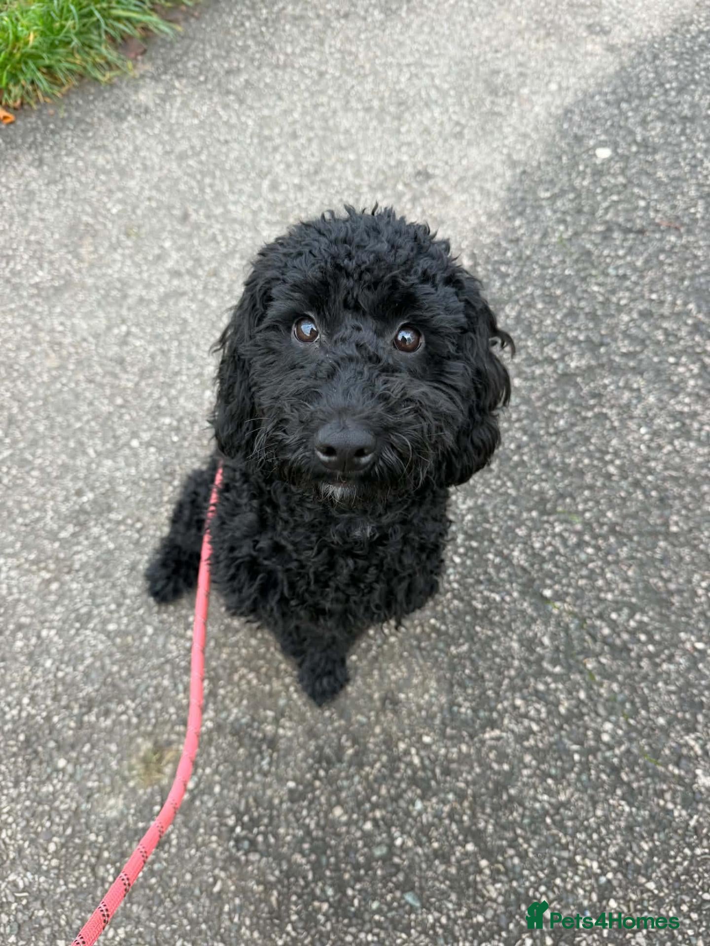 Cockapoo dogs for sale: 7 month old cockapoo black female  - Advert 21