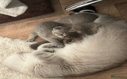 British Shorthair cats for sale: British shorthair kittens  - Image 21