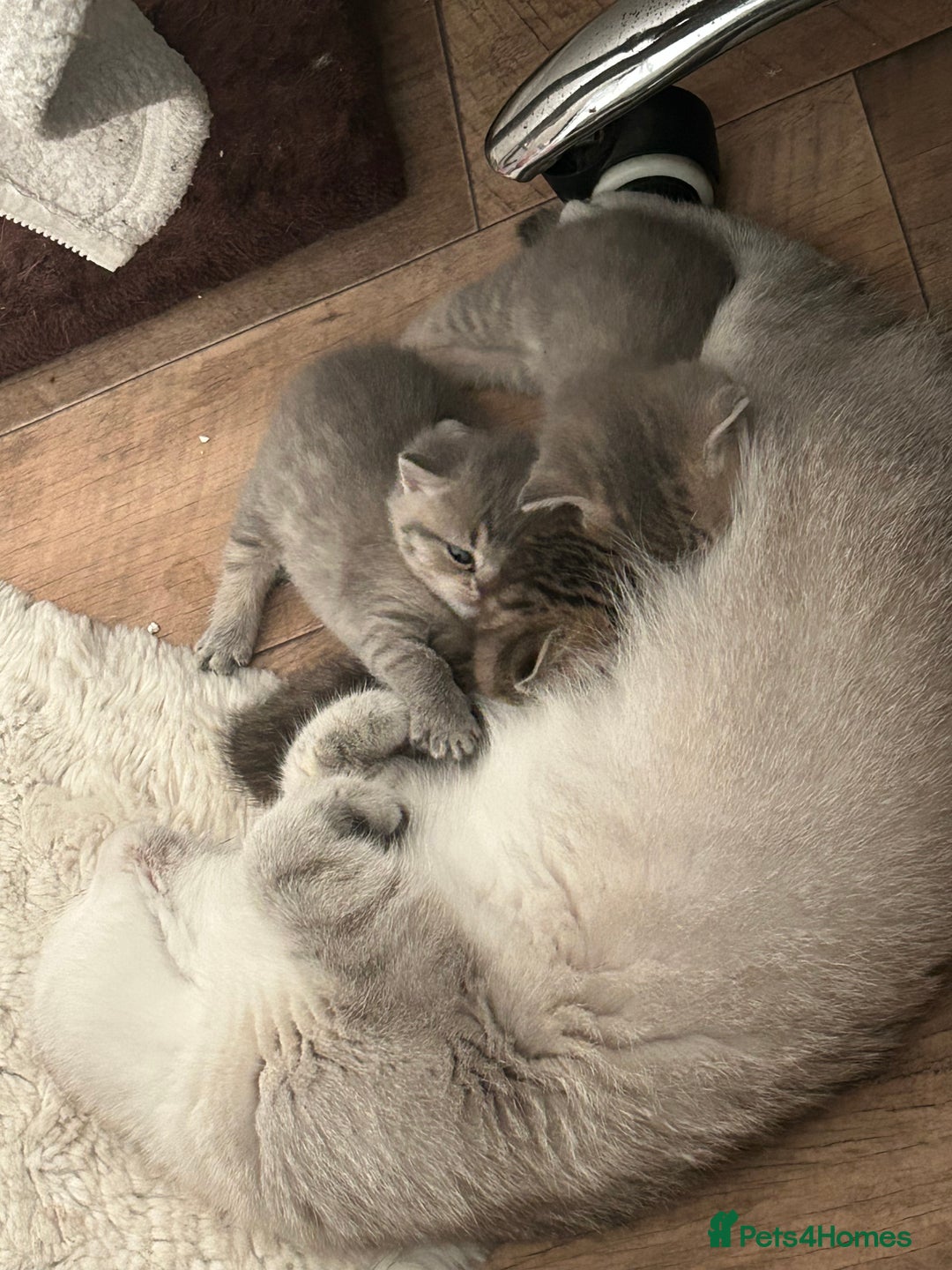 British Shorthair cats for sale: British shorthair kittens  - Image 21